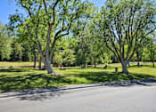 Thumbnail 3 of 76 - A tree with green leaves stands in a grassy field.