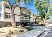 Thumbnail 4 of 43 - A tree stands in front of a tan building with a balcony.