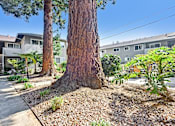 Thumbnail 15 of 37 - A tree in a front yard with a house in the background.