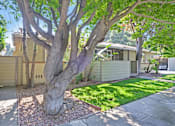 Thumbnail 2 of 34 - A tree in a front yard with a house in the background.