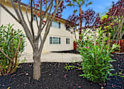 Thumbnail 31 of 63 - A tree in a front yard with a house in the background.