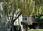 Thumbnail 43 of 43 - A tree with long hanging green leaves in front of a building.