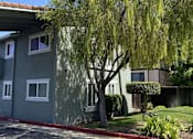 Thumbnail 41 of 43 - A tree with long hanging branches in front of a grey building.