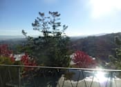Thumbnail 2 of 10 - A tree with red leaves stands in front of a mountain.