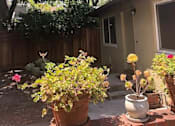 Thumbnail 27 of 38 - A patio with potted plants and a house in the background.