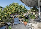 Thumbnail 27 of 41 - a patio with a table and chairs and an orange tree