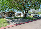 Thumbnail 1 of 4 - A tree in a grassy area with a car parked in the background.