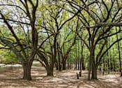 Thumbnail 1 of 2 - A forest of leafless trees stands in a field.