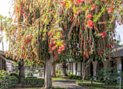 Thumbnail 25 of 38 - A tree with red flowers is in the foreground of a pathway.