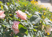 Thumbnail 32 of 38 - A cluster of pink roses in the foreground with a building in the background.