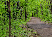 Thumbnail 12 of 15 - A winding path through a green forest.