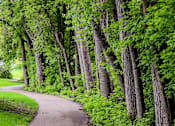 Thumbnail 13 of 15 - A pathway is lined with trees and greenery on both sides.