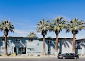 Thumbnail 17 of 20 - A row of palm trees in front of a blue building.