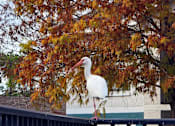 Thumbnail 18 of 56 - A white bird with a long beak is standing on a black fence.