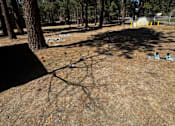 Thumbnail 18 of 18 - A pine tree in a forest with a clear blue sky.