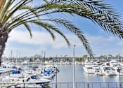 Thumbnail 8 of 19 - A marina with boats docked and a palm tree in the foreground.