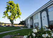 Thumbnail 2 of 25 - A tree with green leaves stands in front of a white building with a blue sky in the background.