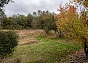 Thumbnail 4 of 19 - A field with trees and a cloudy sky.
