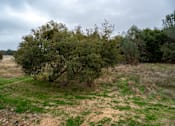 Thumbnail 3 of 19 - A tree in a field with a cloudy sky.