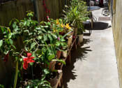 Thumbnail 4 of 6 - Walkway between units with colorful foliage
