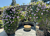Thumbnail 26 of 28 - a courtyard with two large purple flowers and a fountain