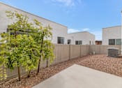 Thumbnail 62 of 81 - A tree in a yard in front of a building at Marketside Villas at Verrado, Buckeye, AZ