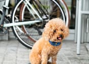 Thumbnail 30 of 30 - a dog sitting on a skateboard on the sidewalk