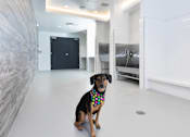 Thumbnail 24 of 24 - a dog wearing a bandana sits in the middle of a white room