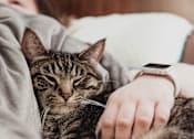 Thumbnail 23 of 23 - a cat laying on a person with a watch on their hand