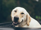 Thumbnail 28 of 28 - a yellow labrador retriever in the back of a car