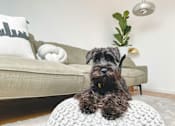 Thumbnail 26 of 27 - a small dog sitting on a rug in a living room
