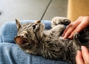 Thumbnail 23 of 24 - a cat laying on its back being petted by its owner