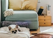 Thumbnail 26 of 26 - a dog laying on a pillow on a couch in a living room
