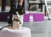 Thumbnail 36 of 37 - a black and white cat sitting in a basket on a leash