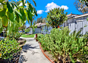 Thumbnail 10 of 31 - Walkway lined with hedges and trees at Coventry Square Apartments, Upland, CA