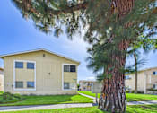 Thumbnail 18 of 38 - A tree in front of a building with a clear blue sky.