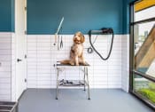 Thumbnail 12 of 43 - a dog sitting on a stool in a veterinary clinic  at Canopy Park Apartments, Pelham, AL 35124