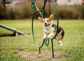 Thumbnail 28 of 30 - happy corgi jumping through a ring in the 1 acre dog park