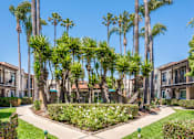 Thumbnail 11 of 25 - A row of palm trees in front of apartment buildings.