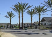 Thumbnail 9 of 31 - a street with palm trees in a subdivision with houses at Village of Chandler Apartments, Arizona