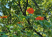Thumbnail 15 of 24 - Flower garden