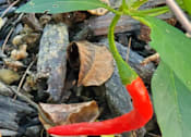 Thumbnail 13 of 24 - vegetable garden