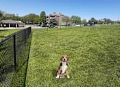 Thumbnail 9 of 27 - Huge dog park, resident dog park at Alpine Village Apartments in La Vista, Nebraska