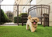 Thumbnail 14 of 36 - Pet friendly luxury apartments with puppy palazzo and dog yard at Villa Piana Apartments in Dallas
