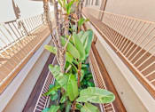 Thumbnail 12 of 24 - A potted plant sits on a balcony railing.