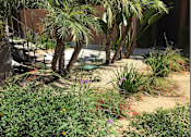 Thumbnail 20 of 21 - A garden with a variety of plants and a palm tree.