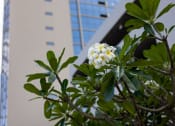 Thumbnail 20 of 20 - Hale Kalele Apartments landscaping