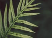 Thumbnail 4 of 13