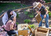 Thumbnail 2 of 9 - Three people are working with bee hives in a garden.