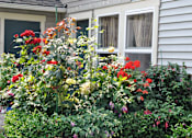Thumbnail 7 of 24 - A garden with red flowers in front of a house.